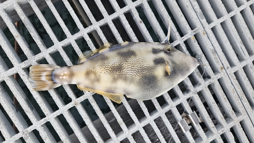 Meuschenia trachylepis