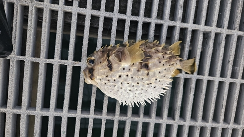 Dicotylichthys punctulatus