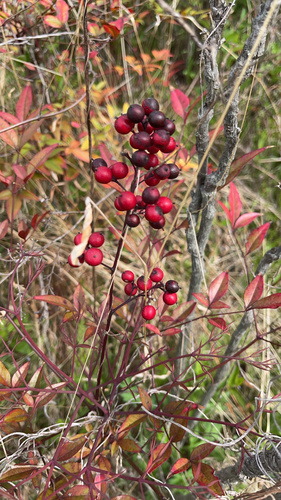 Heavenly bamboo