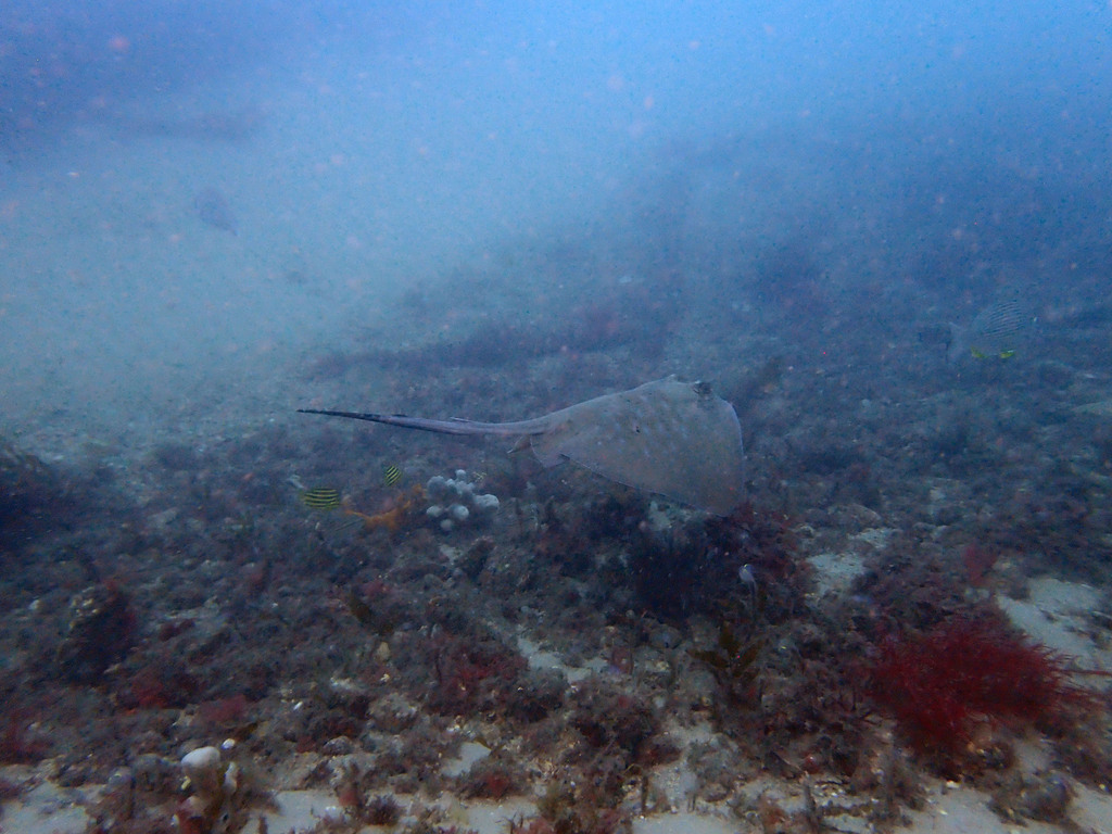 Masked Ray Coral Sea Maskray from Little Beach on April 19, 2026 at 09:48 AM by ...