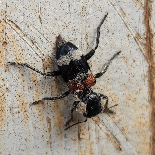 Clerus mutillarius