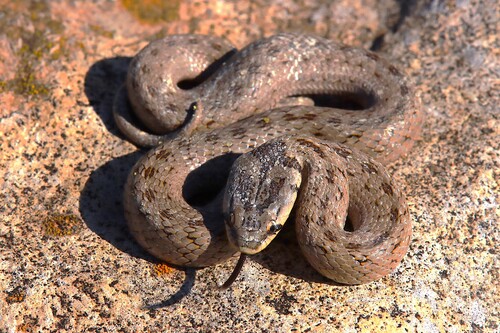 False Smooth Snake