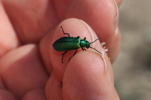 Cabalia segetum