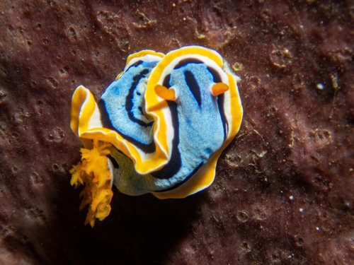 Chromodoris annae