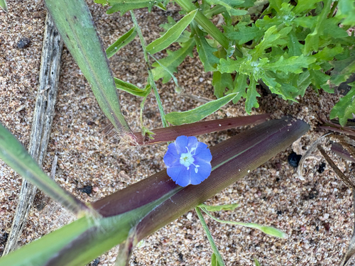 tropical speedwell