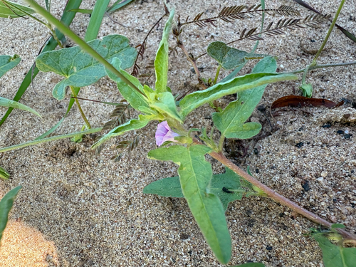 Ipomoea polymorpha