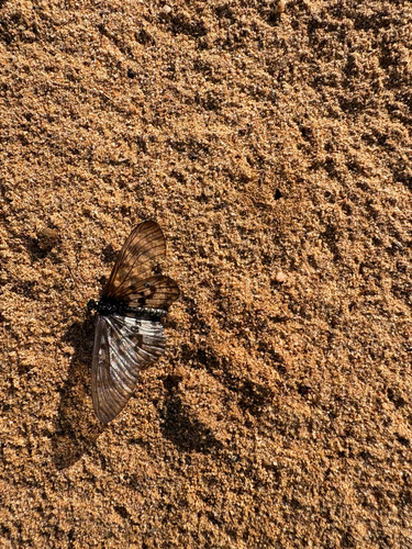 Glasswing