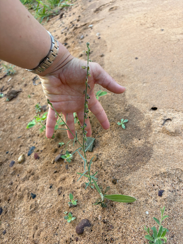 narrow-leaved rattlepod