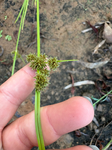 Variable Flatsedge