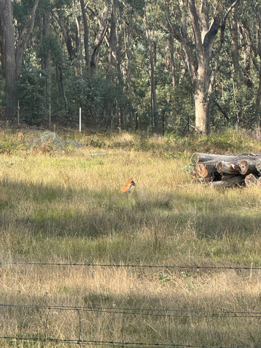 Red Fox