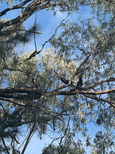 Yellow-tailed Black Cockatoo