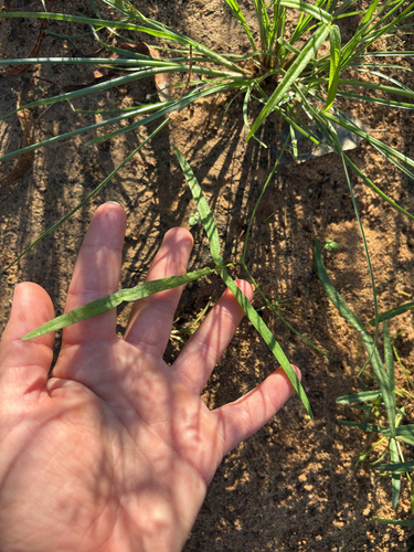 Wild Cow Pea