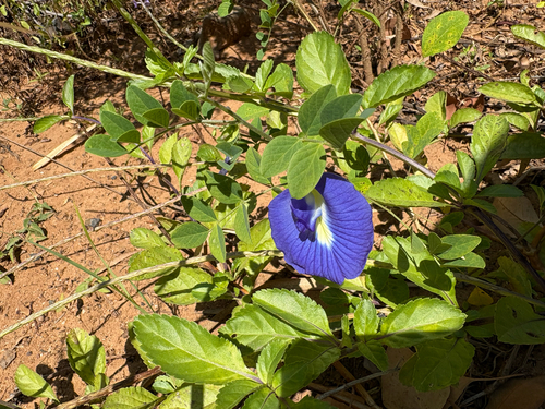 Blue Pea
