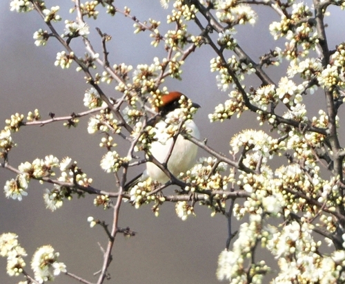 Woodchat Shrike