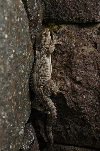 Moorish Gecko
