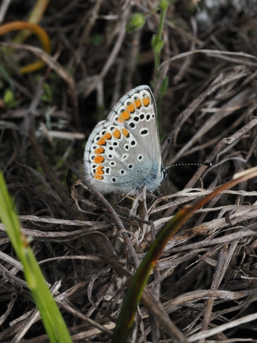 Brown Argus