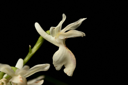 Provence Orchid