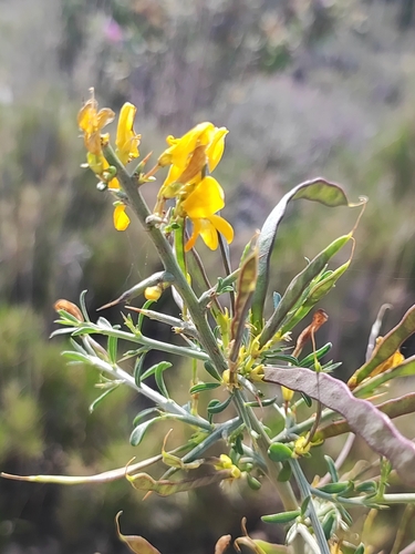 Scorpion Broom