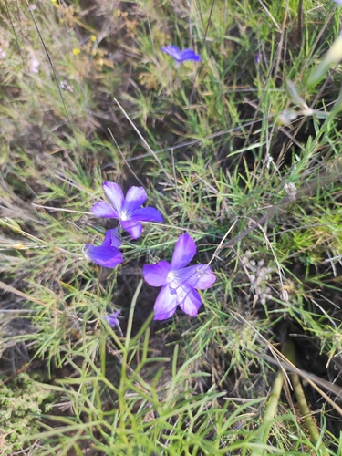 Beautiful Flax