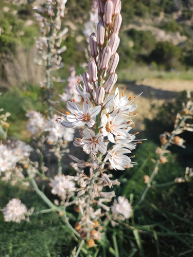 Asphodelus cerasiferus
