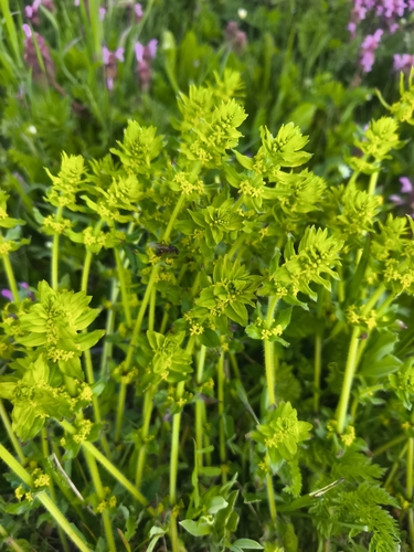 Crosswort