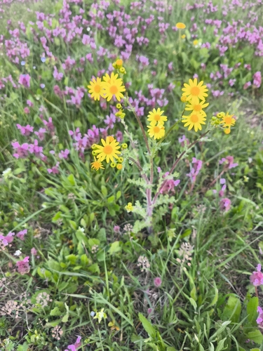 Eastern Groundsel