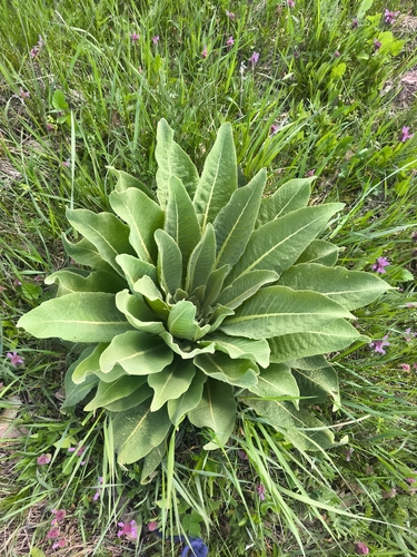 showy mullein