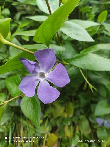 greater periwinkle