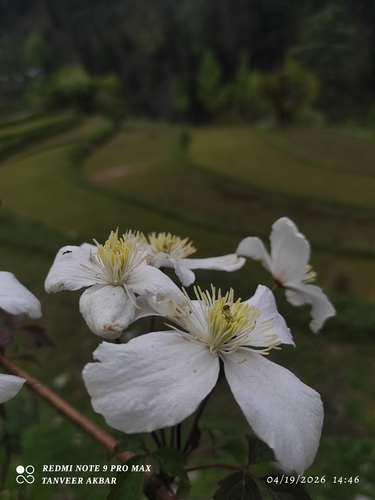Himalayan clematis