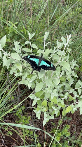 Apple-green Swallowtail