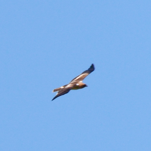 Avistamiento Aguila calzada