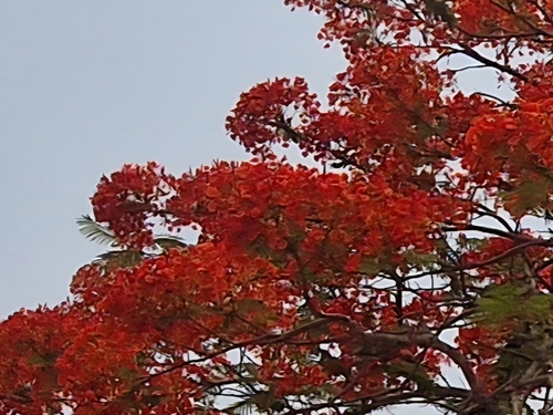 Flamboyant