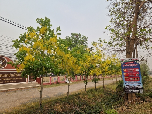 Golden Shower Tree