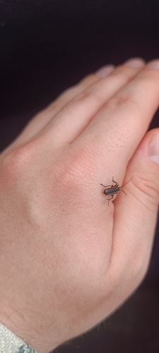 Rustic Sailor Beetle