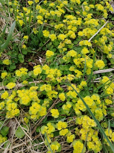 Alternate-leaved Golden Saxifrage