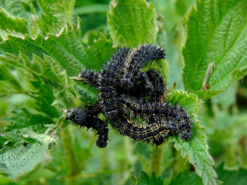 Small Tortoiseshell