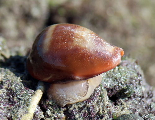 Zonaria pyrum