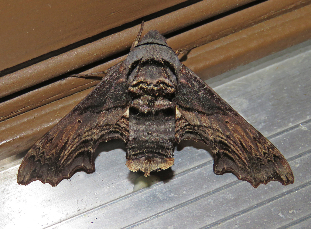 Abbott's Sphinx from Fentress County, TN, USA on April 19, 2026 at 05: ...