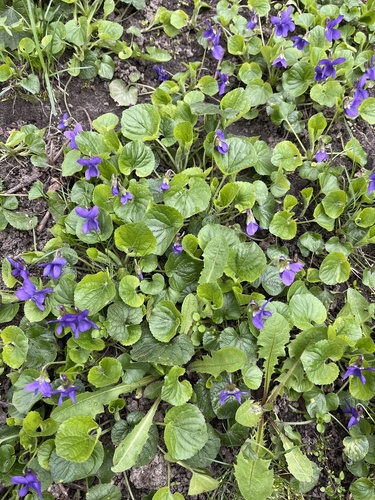 Sweet violet