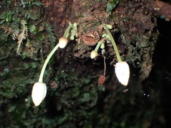 Theobroma cacao image