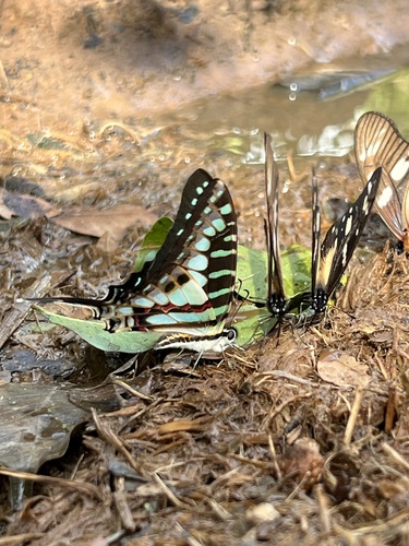 Small Striped Swordtail