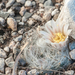 Mammillaria aureilanata - Photo (c) Juan Miguel Artigas Azas, all rights reserved, uploaded by Juan Miguel Artigas Azas