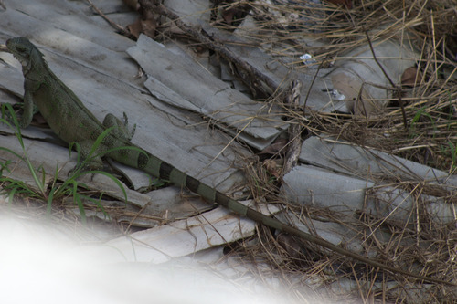 Green Iguana
