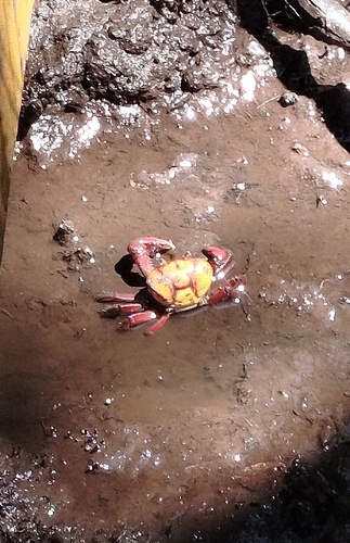 Atlantic Mangrove Ghost Crab