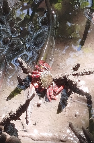 Mangrove Root Crab