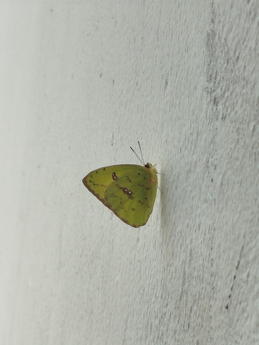 Marcellina Sulphur