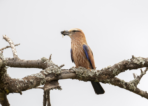 Purple Roller