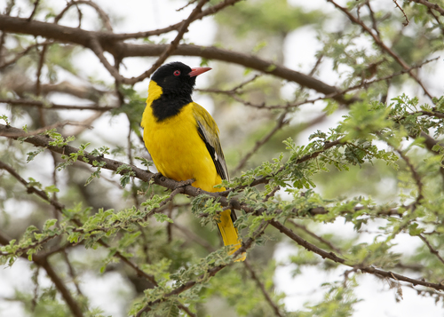 Black-headed Oriole