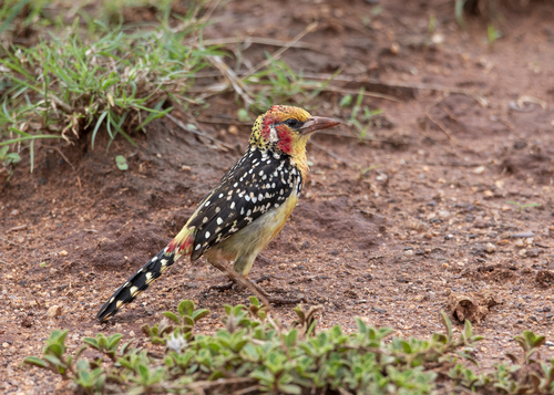 Red-and-yellow Barbet