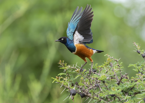 Superb Starling